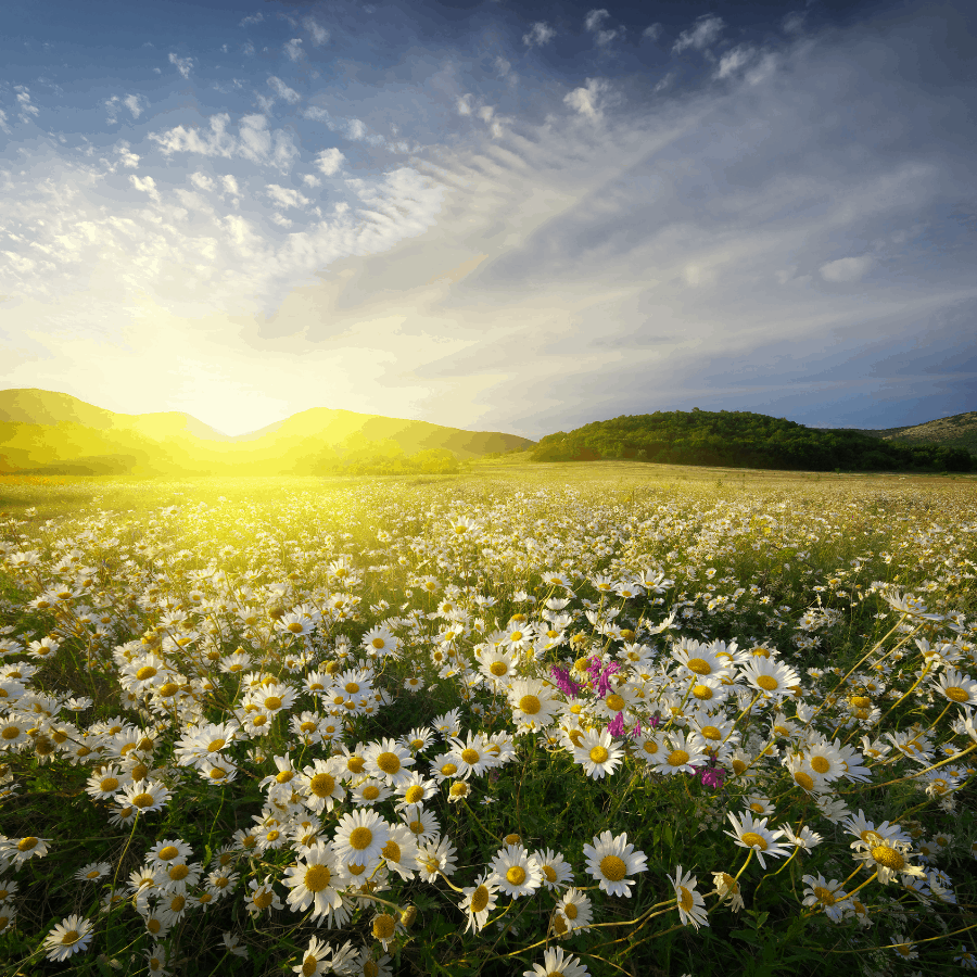 spring, spring homeschooling ideas, spring homeschool lessons